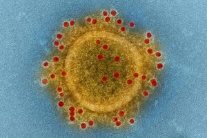 Virus "tử thần" MERS-CoV xuất hiện trở lại tại Hàn Quốc
