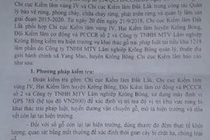 Phát hiện vụ khai thác 48 cây gỗ Pơ Mu tại Krông Bông         