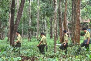 Thường xuyên kiểm tra, ngăn chặn phá rừng tại Lâm Đồng