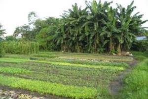 Chuyển mục đích sử dụng đất tại Bắc Giang