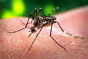 Trung Quốc phát hiện trường hợp nhiễm virus Zika đầu tiên