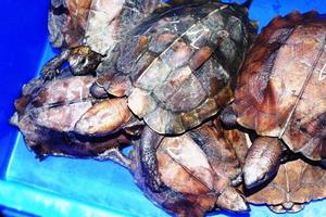 Phát hiện xe khách vận chuyển 26 cá thể rùa đặc biệt nguy cấp