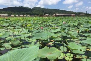 Bài 2: Đánh đổi môi trường bằng mọi giá?