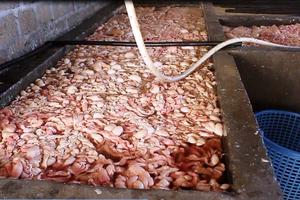 Quảng Ninh: Bắt quả tang cơ sở chế biến 20 tấn lòng lợn bẩn 