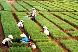 Xuất khẩu nông sản năm 2018 đạt mức kỷ lục