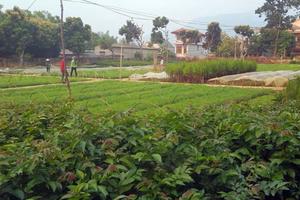 Than Uyên (Lai Châu): Bảo vệ rừng gắn với xây dựng nông thôn mới