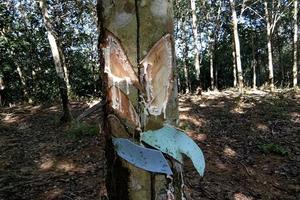Vườn cây cao su của người tố cáo bị chặt phá