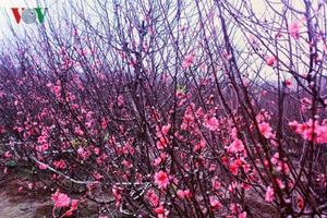 Thời tiết từ nay đến Tết nguyên đán Kỷ Hợi