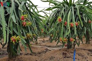 Tìm đầu ra bền vững cho trái cây xuất khẩu