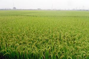 Thực hiện xử lý sau thanh tra quá chậm