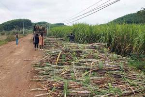 Sẽ hỗ trợ làng, xã bán hàng trực tuyến trong nước và xuất khẩu