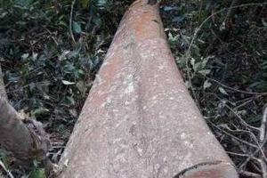 Liên tiếp phát hiện khai thác gỗ trái phép