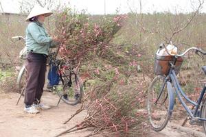 Không khí lạnh tăng cường, vùng núi có nơi nhiệt độ dưới 12 độ C