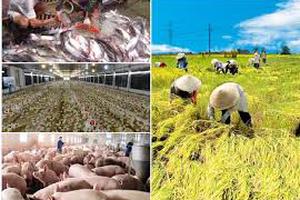  Nông nghiệp đạt mức tăng trưởng cao nhất trong 7 năm qua
