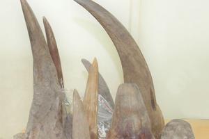 Xử lý triệt để hành vi buôn bán trái phép động vật hoang dã