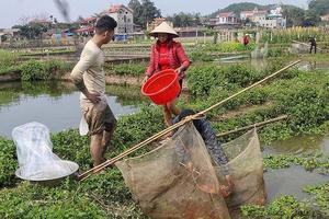 Thủ phủ cá chép đỏ xuất 50 tấn cá phục vụ ông Công ông Táo