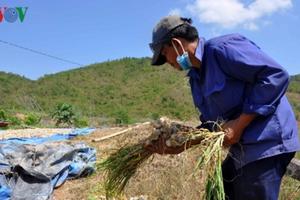 Tỏi Lý Sơn được mùa lại rớt giá thê thảm