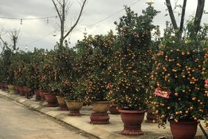 Làng trồng quất cảnh được mùa