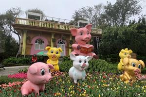 Du khách phấn khích với đàn heo xinh xắn năm Kỷ Hợi trên đỉnh Núi Chúa 