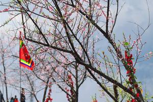 Fansipan rực rỡ sắc xuân trong "biển" hoa đào