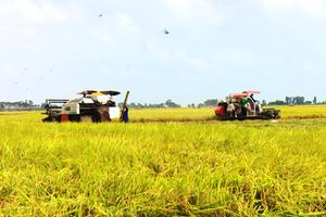 Agribank cam kết đảm bảo hạn mức tín dụng cho nông nghiệp