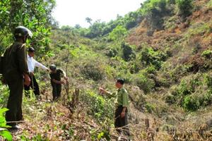 Chủ tịch UBND tỉnh Bắc Giang chỉ đạo bảo vệ rừng tự nhiên