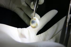 Những Thiên thần Ánh sáng