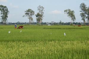 Chuyển mục đích sử dụng đất tại Thái Nguyên
