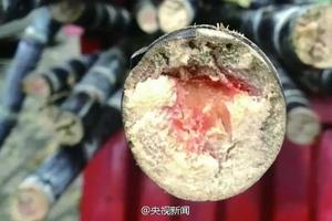 Người phụ nữ suy đa tạng sau ăn mía, cảnh báo nên vứt bỏ nếu có dấu hiệu này