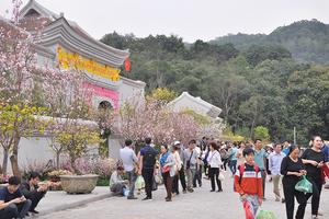 Lễ hội hoa Anh đào - Mai vàng Yên Tử 2019: Diễn ra từ ngày mùng 9 đến 17/3