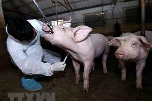 Virus tả lợn châu Phi bị tiêu diệt ngay ở nhiệt độ 100 độ C