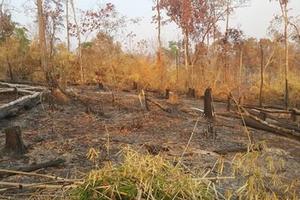 Gia Lai: Khởi tố vụ án phá gần 5 ha rừng tại huyện Ia Grai