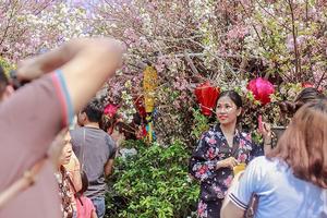 Lễ hội hoa anh đào Nhật Bản kéo dài hết ngày 1/4