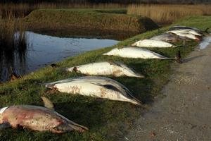 1.100 con cá heo chết thảm đầy bí ẩn, trôi dạt vào bờ biển