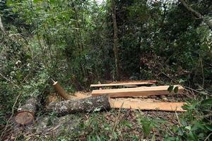 Phát hiện vụ phá rừng nghiêm trọng ở Vườn Quốc gia Phong Nha-Kẻ Bàng