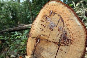 Lại phát hiện một vụ phá rừng nghiêm trọng ở Quảng Bình