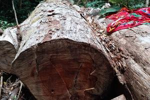Liên tiếp để xảy ra nhiều vụ khai thác gỗ trái phép