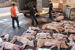 Ăn thịt lợn mắc dịch tả châu Phi có sao?