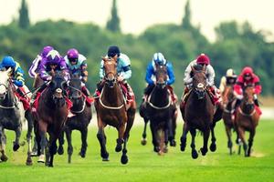 Lấy 80 ha đất nông nghiệp làm trường đua ngựa 9.700 tỷ ở Sóc Sơn