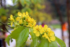 Lê hội mai vàng, anh đào đang chờ bạn trên non thiêng Yên Tử