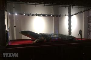 Hà Nội: Trưng bày mẫu vật Rùa Hồ Gươm tại di tích đền Ngọc Sơn