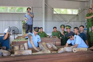 Phát hiện và bắt giữ hơn 9 tấn ngà voi nhập lậu 