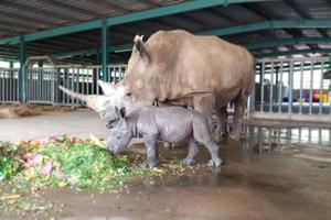 Liên tiếp thú hiếm sinh nở tại “ngôi nhà động vật năm châu” Vinpearl Safari