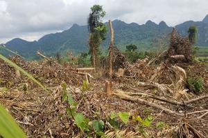 Quảng Bình: Gần 2 hecta rừng bị chặt phá