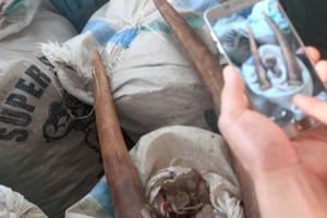 Phó Thủ tướng chỉ đạo xử lý vụ bắt giữ hơn 9 tấn ngà voi từ châu Phi