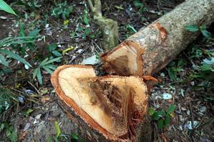 Lâm tặc ngang nhiên phá rừng phòng hộ, chặt hạ hàng chục cây cổ thụ