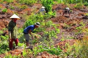 Thanh tra việc sử dụng đất có nguồn gốc từ nông, lâm trường