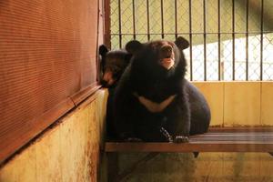 Cứu hộ hai cá thể gấu ngựa con tại rạp xiếc Trung ương Hà Nội