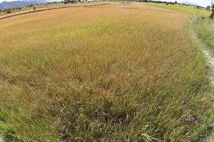 Lúa chết khô vì thiếu nước tưới