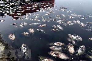 Lào Cai điều tra, làm rõ nguyên nhân cá chết trên sông Hồng